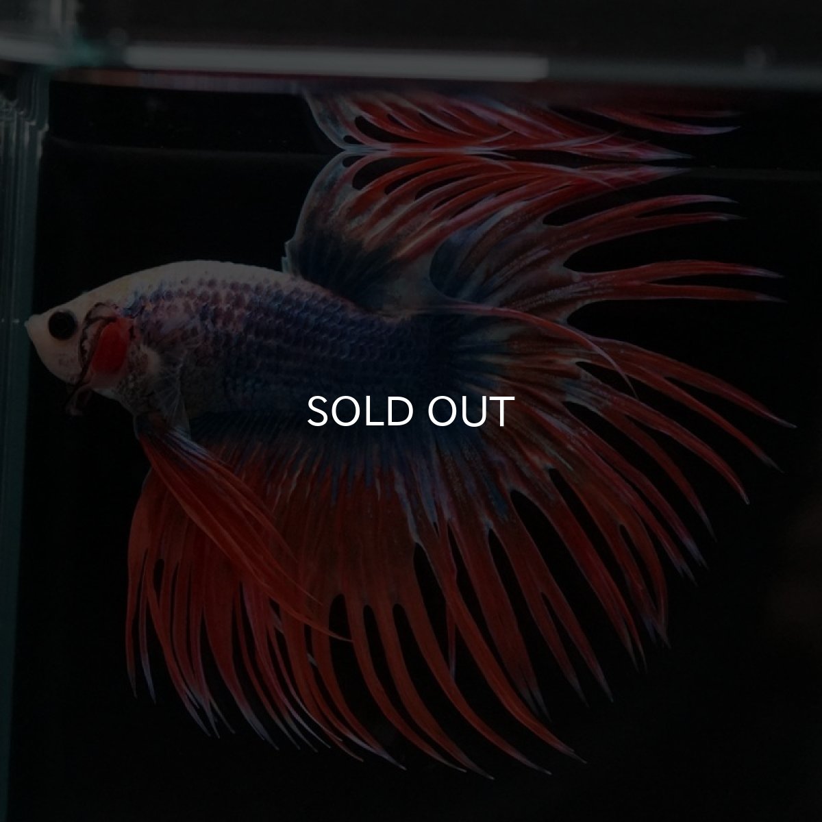 画像4: CT タイフラッグ (4)