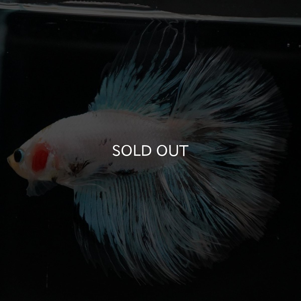 画像4: FM ホワイトファンシー (4)