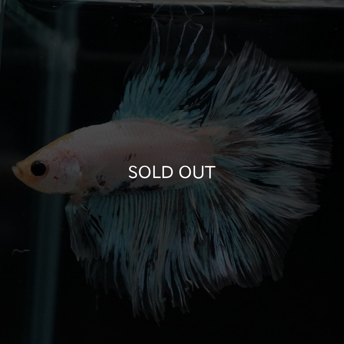 画像2: FM ホワイトファンシー (2)