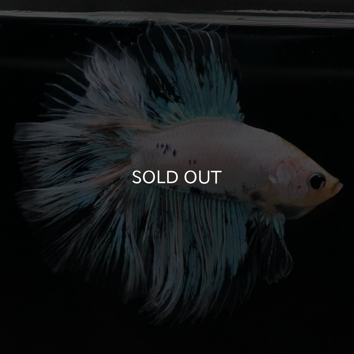 画像5: FM ホワイトファンシー (5)