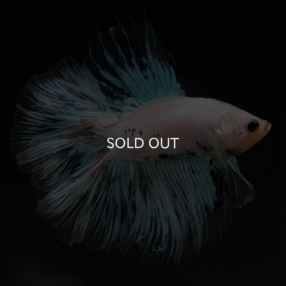 画像3: FM ホワイトファンシー (3)