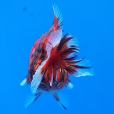 画像9: タイ産　超短オランダ　虎　8cm± (9)