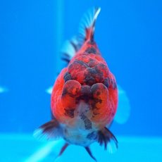 画像8: タイ産　超短オランダ　虎　8cm± (8)