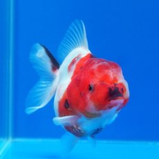 画像12: タイ産　超短オランダ　キャリコ　8cm± (12)