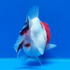 画像9: タイ産　超短オランダ　キャリコ　8cm± (9)