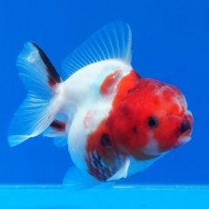 画像8: タイ産　超短オランダ　キャリコ　8cm± (8)