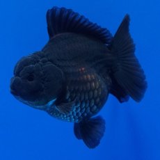 画像13: タイ産　超短オランダ　真黒　8cm± (13)