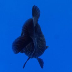 画像12: タイ産　超短オランダ　真黒　8cm± (12)