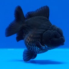 画像11: タイ産　超短オランダ　真黒　8cm± (11)