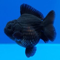 画像1: タイ産　超短オランダ　真黒　8cm± (1)