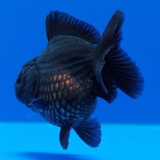 画像10: タイ産　超短オランダ　真黒　8cm± (10)