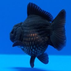 画像8: タイ産　超短オランダ　真黒　8cm± (8)