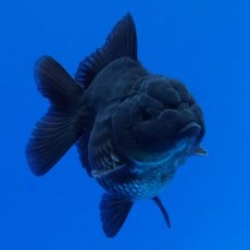 画像9: タイ産　超短オランダ　真黒　8cm± (9)
