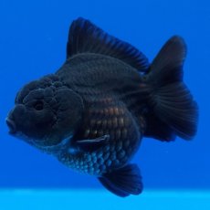 画像7: タイ産　超短オランダ　真黒　8cm± (7)