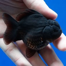 画像4: タイ産　超短オランダ　真黒　8cm± (4)
