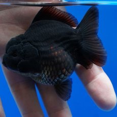画像5: タイ産　超短オランダ　真黒　8cm± (5)