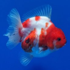 画像12: タイ産　超短オランダ　キャリコ　8cm± (12)
