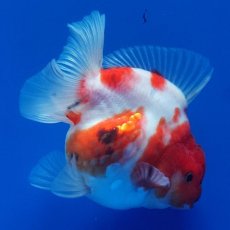 画像11: タイ産　超短オランダ　キャリコ　8cm± (11)