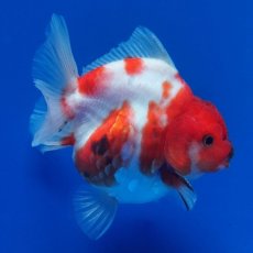 画像9: タイ産　超短オランダ　キャリコ　8cm± (9)