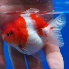 画像7: タイ産　超短オランダ　キャリコ　8cm± (7)