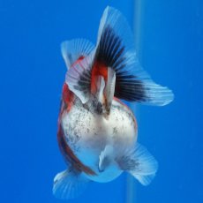 画像4: タイ産　超短オランダ　キャリコ　8cm± (4)