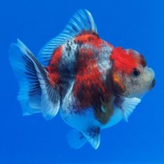 画像9: タイ産　超短オランダ　キャリコ　8cm± (9)