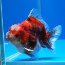 画像8: タイ産　超短オランダ　キャリコ　8cm± (8)