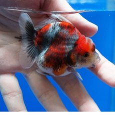 画像7: タイ産　超短オランダ　キャリコ　8cm± (7)