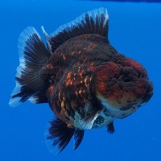 画像1: タイ産　超短オランダ　赤黒　8cm± (1)