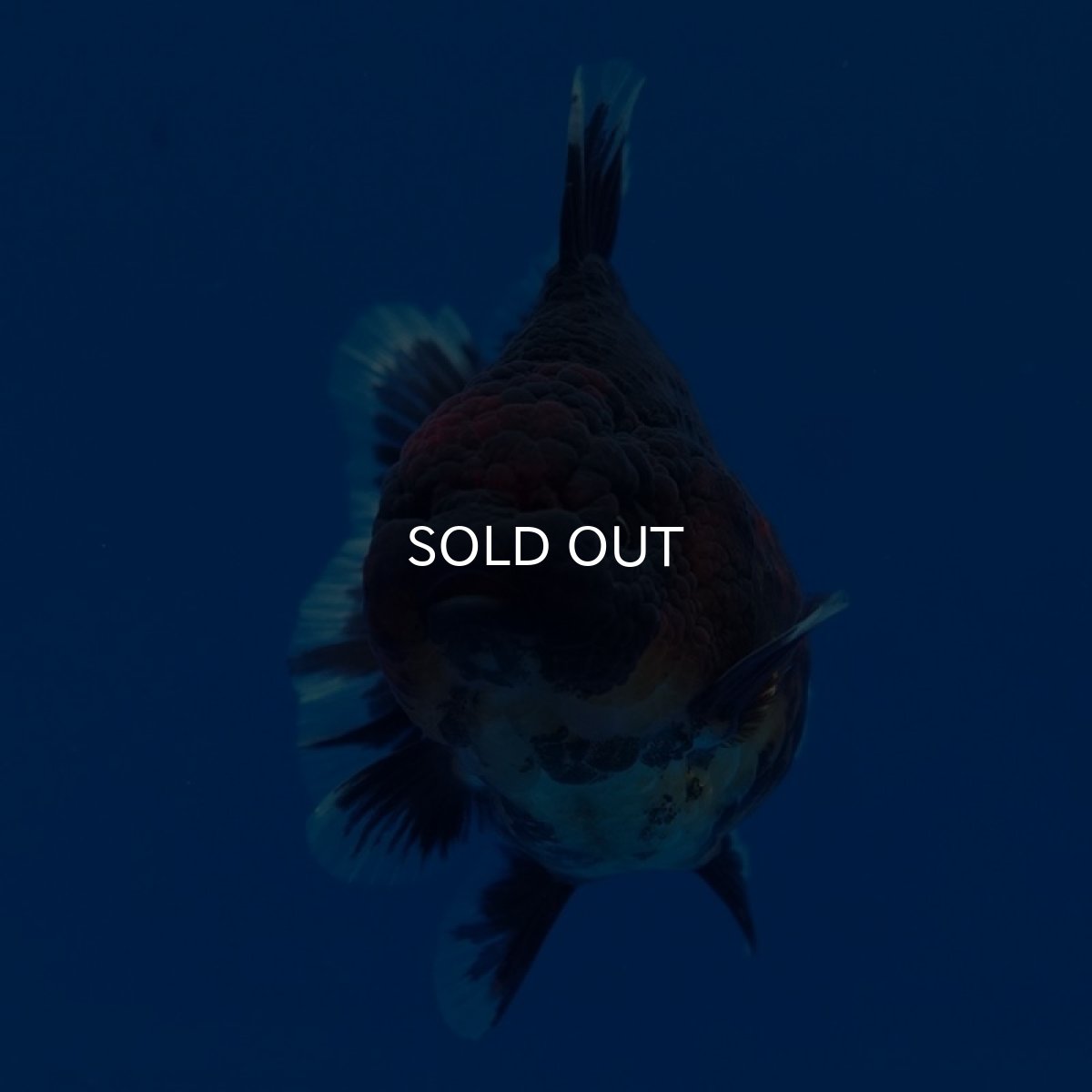 画像5: タイ産　超短オランダ　赤黒　8cm± (5)