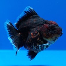画像3: タイ産　超短オランダ　赤黒　8cm± (3)