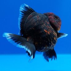 画像4: タイ産　超短オランダ　赤黒　8cm± (4)