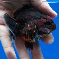 画像9: タイ産　超短オランダ　赤黒　8cm± (9)