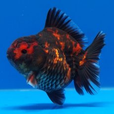 画像12: タイ産　超短オランダ　虎　8cm± (12)
