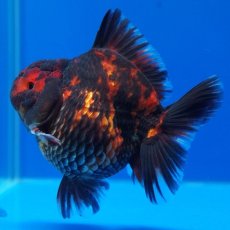 画像1: タイ産　超短オランダ　虎　8cm± (1)
