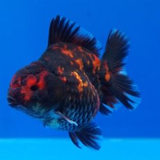 画像11: タイ産　超短オランダ　虎　8cm± (11)