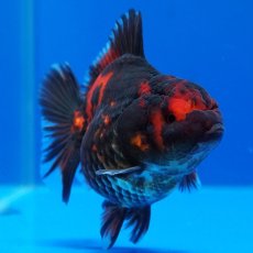 画像3: タイ産　超短オランダ　虎　8cm± (3)