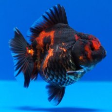 画像2: タイ産　超短オランダ　虎　8cm± (2)