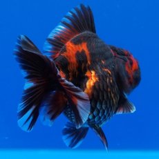 画像10: タイ産　超短オランダ　虎　8cm± (10)