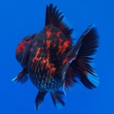 画像9: タイ産　超短オランダ　虎　8cm± (9)