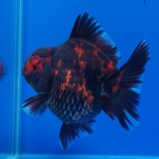 画像8: タイ産　超短オランダ　虎　8cm± (8)