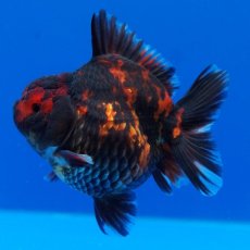 画像7: タイ産　超短オランダ　虎　8cm± (7)