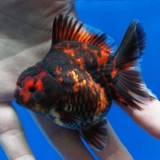 画像6: タイ産　超短オランダ　虎　8cm± (6)