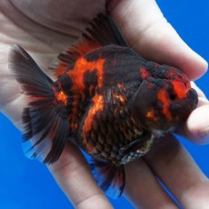 画像5: タイ産　超短オランダ　虎　8cm± (5)