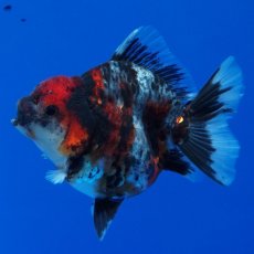 画像14: タイ産　超短オランダ　キャリコ　8cm± (14)