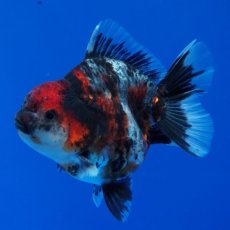 画像13: タイ産　超短オランダ　キャリコ　8cm± (13)
