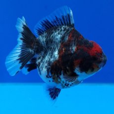 画像11: タイ産　超短オランダ　キャリコ　8cm± (11)