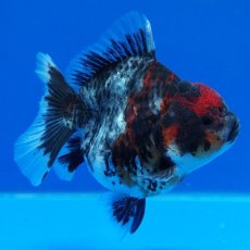 画像3: タイ産　超短オランダ　キャリコ　8cm± (3)