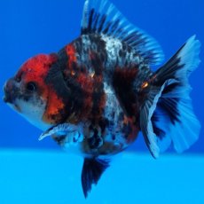 画像9: タイ産　超短オランダ　キャリコ　8cm± (9)