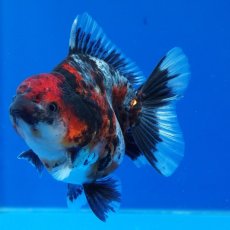 画像8: タイ産　超短オランダ　キャリコ　8cm± (8)
